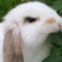 Angry Bunnies Community Discord Discord Server Icon