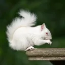 /r/WhiteSquirrel
