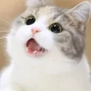 Meow Gang