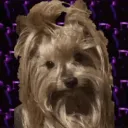 𝙏𝙄𝙆𝙄 𝘼𝙍𝙈𝙔!