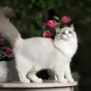 🎀 𝒦𝒶𝓈𝒽𝒶𝓀 𝓊𝓃𝓉𝑒𝓇 🎀