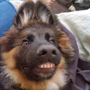 CHOMP