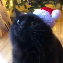 Black Cat  Community