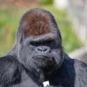 La Jungle des Singes