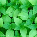 Swar's Chia Community