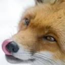 Lišákova tajná nora Discord Server Icon