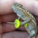 The Gecko Hideout