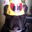 dreamland Discord Server Icon