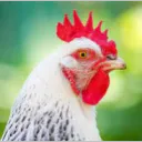 Pollo Chatting's icon