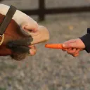 OnlyStallions