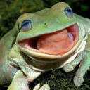 frogcord gamercord.e