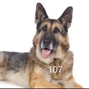191 Hunde Gang (gezwungen)
