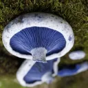 Shroomtown