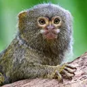 🌴Le Jungle🌴's icon