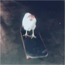 HONK