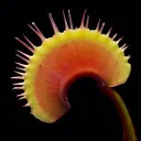Flytrap Fanatics & Ceph Connoisseurs