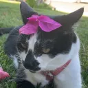 Caattt Tree