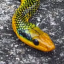 Snake Evolution and Biogeography