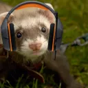 Ferret Gamers