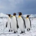 Penguin Empire