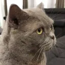 Kat Kult ᓚᘏᗢ Discord Server Icon