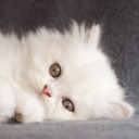 😺 고양이 카페 Discord server icon