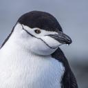 ❄ Penguins • 企鹅 🐧