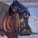 The Hippo Cave
