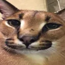 𝓝𝓮𝔀 𝔀𝓸𝓻𝓵𝓭🎲