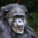 Comrade Monke's Empire