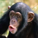 The Monke Worshippers