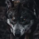 The Wolves