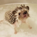 ✧ ̣ ゚⊹ ellie wasnt toast ☆