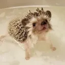  ̣ ﾟ⊹ ellie wasnt toast  Discord Server Icon