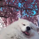 lilollypump’s Discord Server