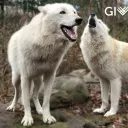 Tanière de Loups