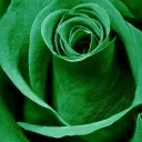 Emerald Rose [auction & escrow]