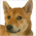 Cardano Doge NFTs