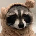 Raccoon Fan Club