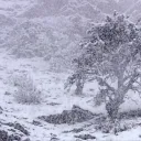 ❄WinterNation❄'s icon