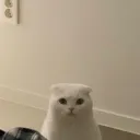 sofi ૮ ˶ᵔ ᵕ ᵔ˶ ა