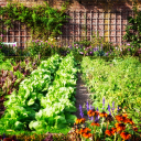 Grow A Garden Stock