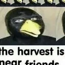 Nakama's harvest is near friends