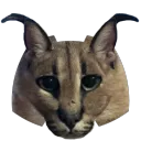 The Official Floppacord