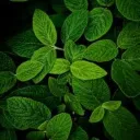 🍃：EᗰᑭTYᘔ