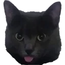 TheCurlySensei's server
