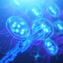JELLSTARS ଳ