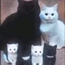 meowmojis ᓚᘏᗢ