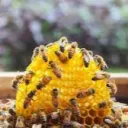 The Beehive