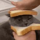 🌸😺 { Le Clan du Pain } 🌳🥖